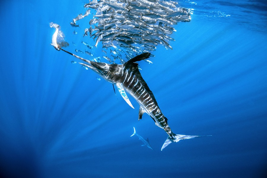 Winners of the 2022 Underwater Photographer of the Year Contest The