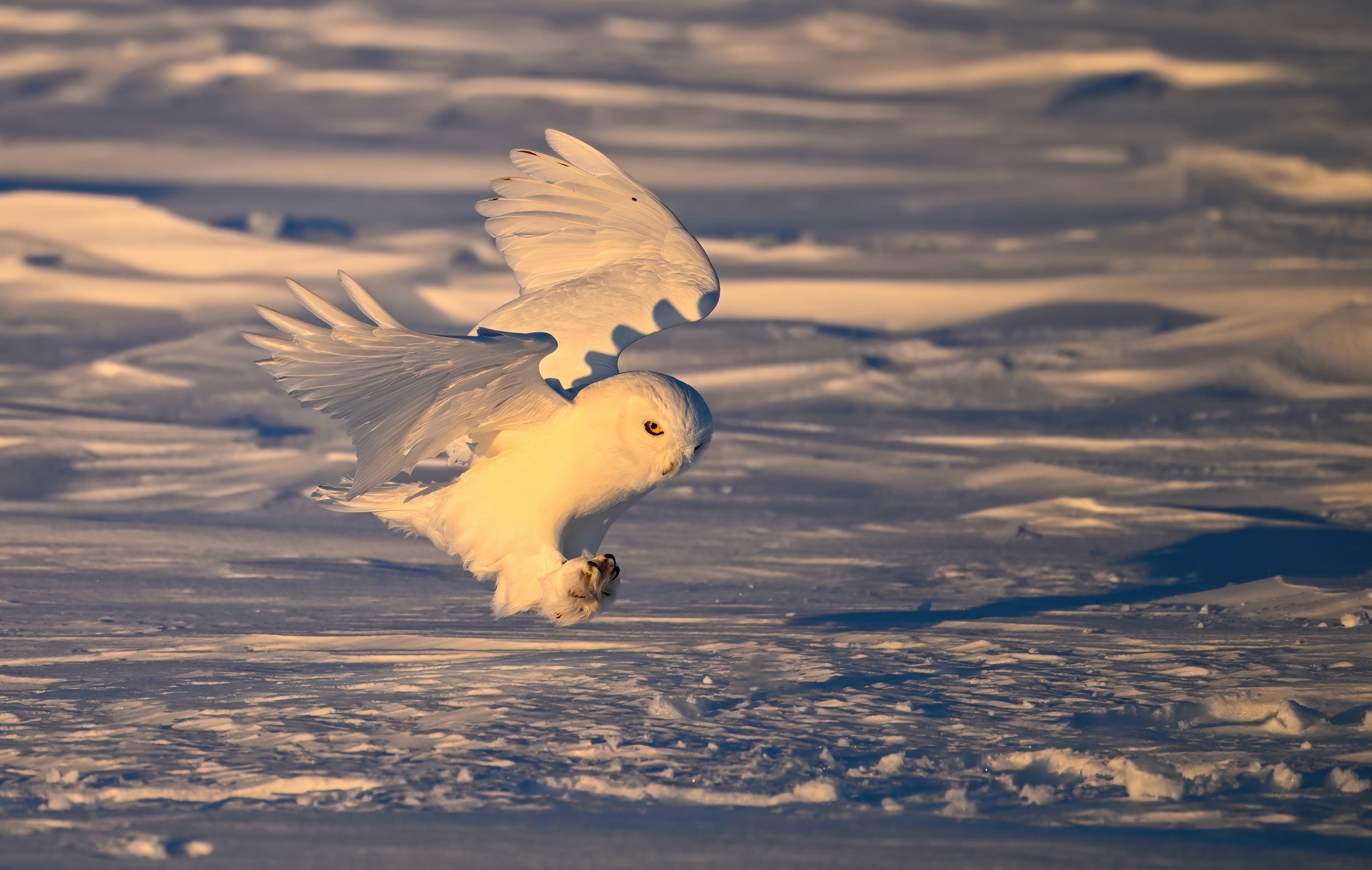 A snowy owl flies above a snowy plain.