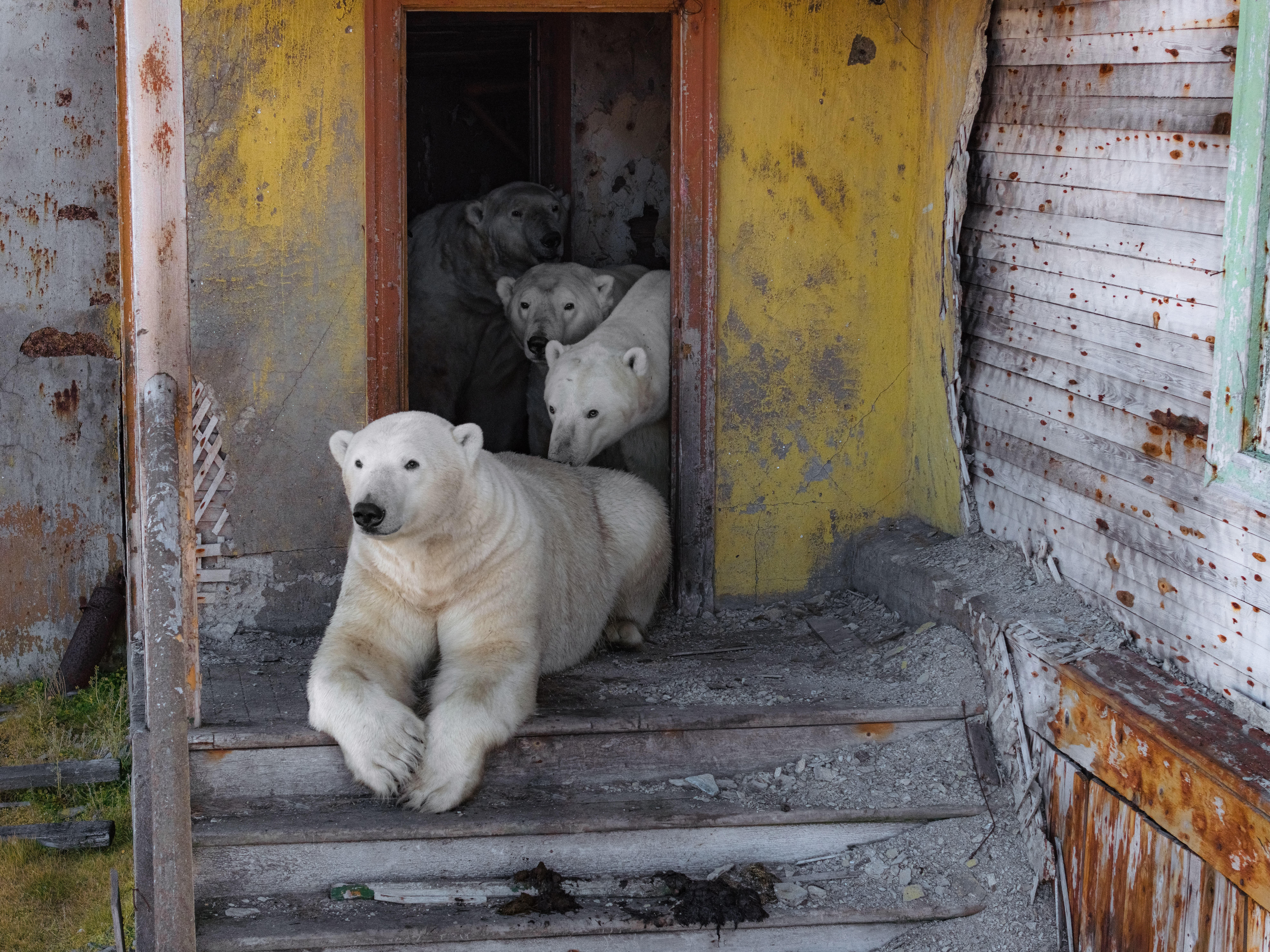 Four polar bears stand and sit together on a porch and inside the open door of an abandoned building.