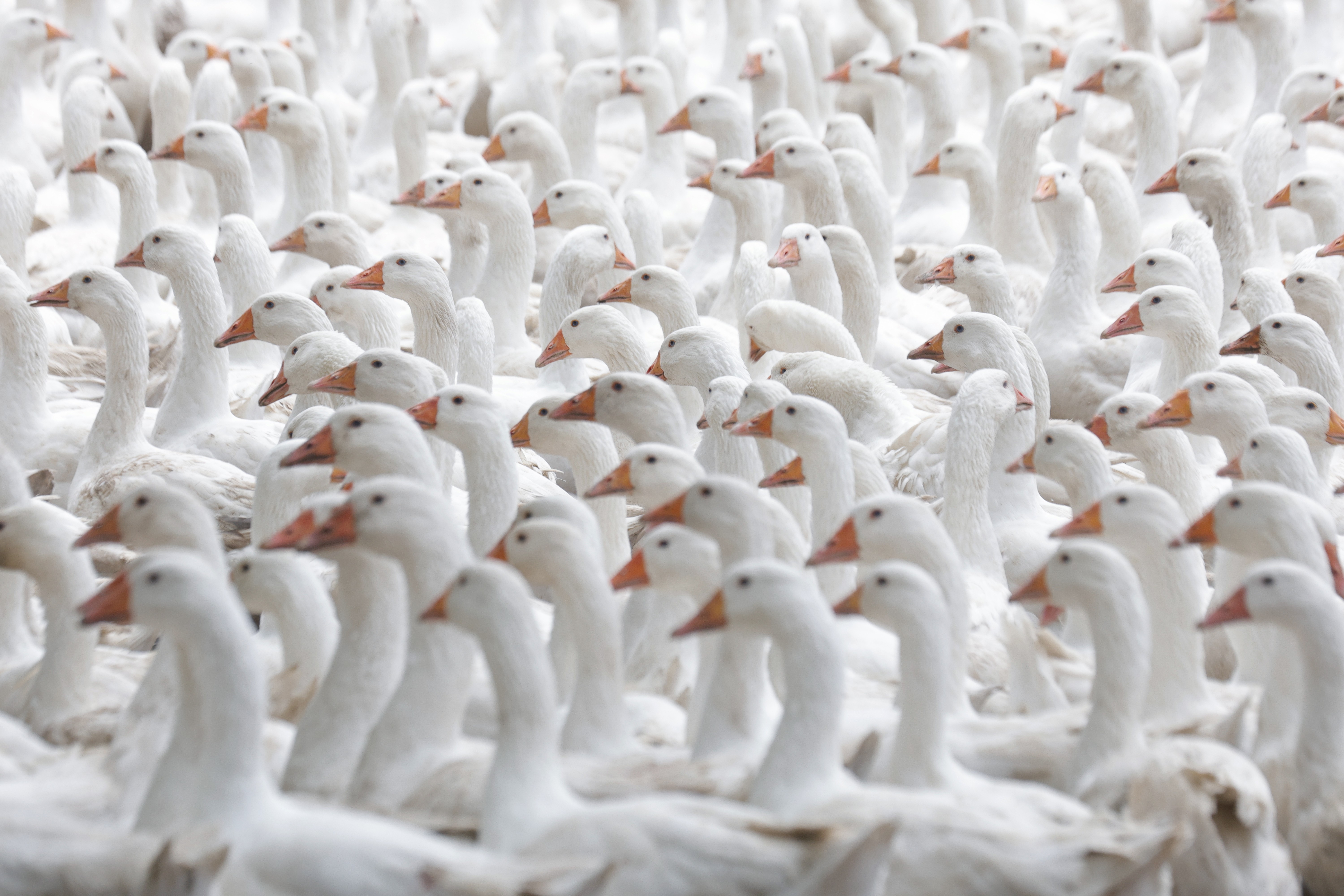 Dozens of white geese walk together in a dense group.