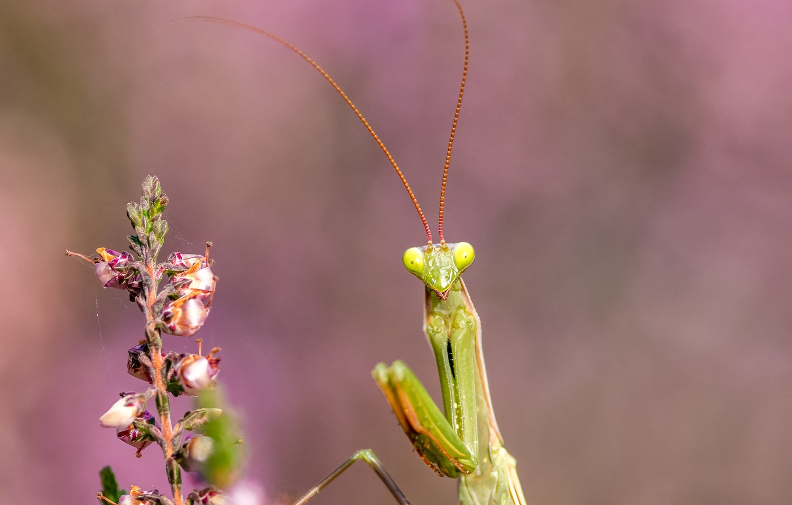 A praying mantis perches on the stem of a heather plant.