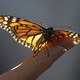 A monarch butterfly rests on a hand.