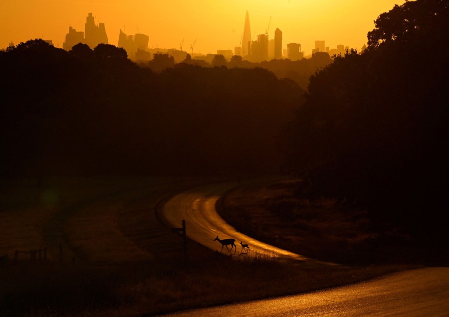 A deer and its fawn cross a park road shortly after sunrise.