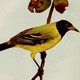 a yellow finch on a branch
