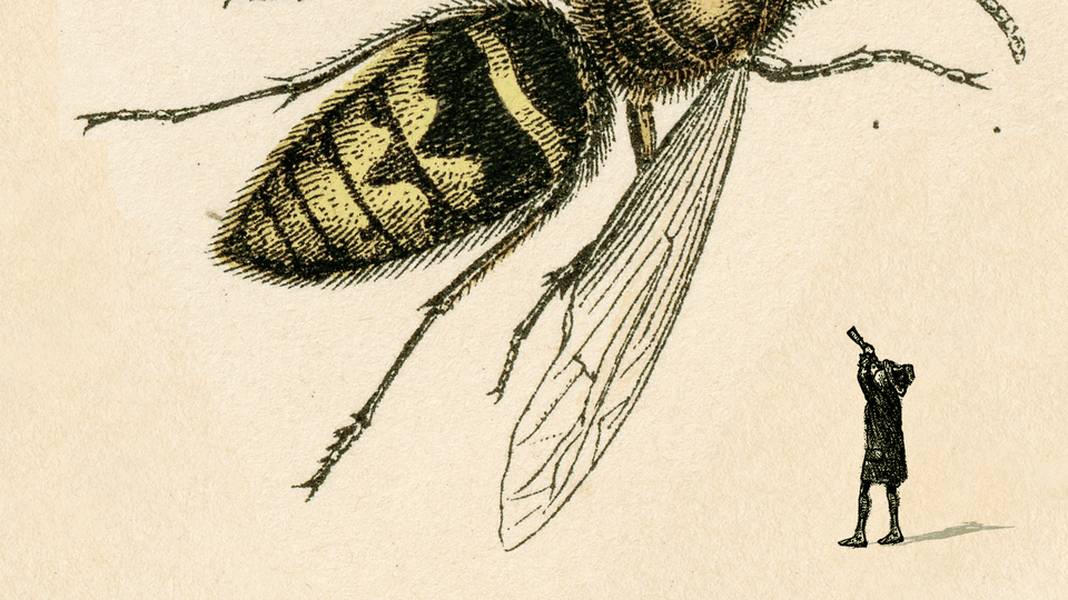 An illustration of a tiny man looking through a handheld telescope at a giant bee