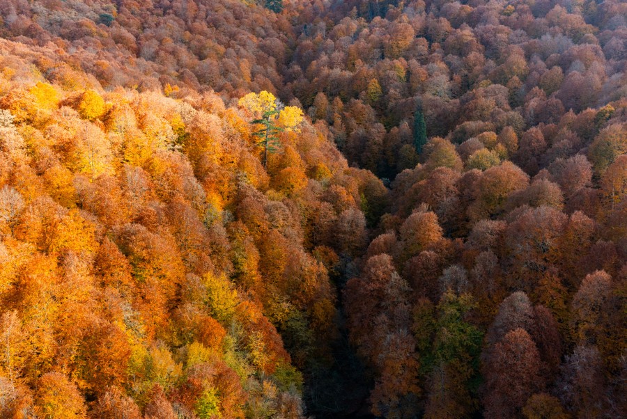 An aerial view of autumn-colored trees in a large park