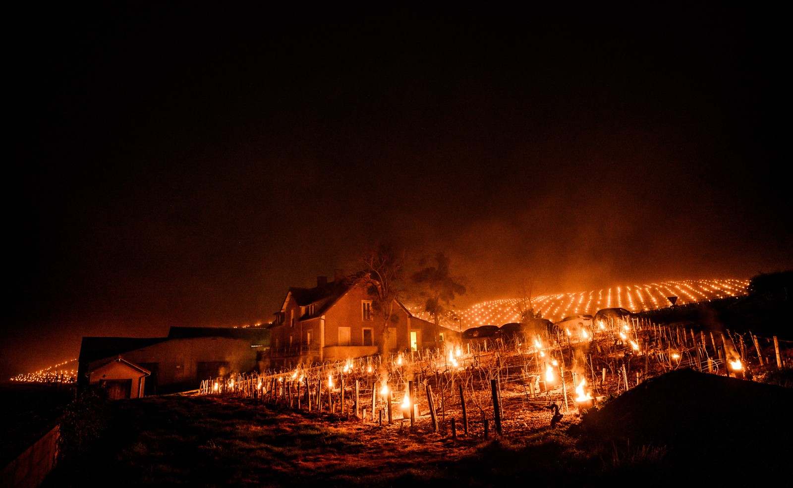 A hillside vineyard, seen at night, dotted with hundreds of burning anti-frost candles.