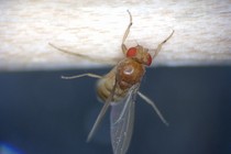 A fruit fly stuck to a dowel, thanks to the parasitic fungus inside it. 