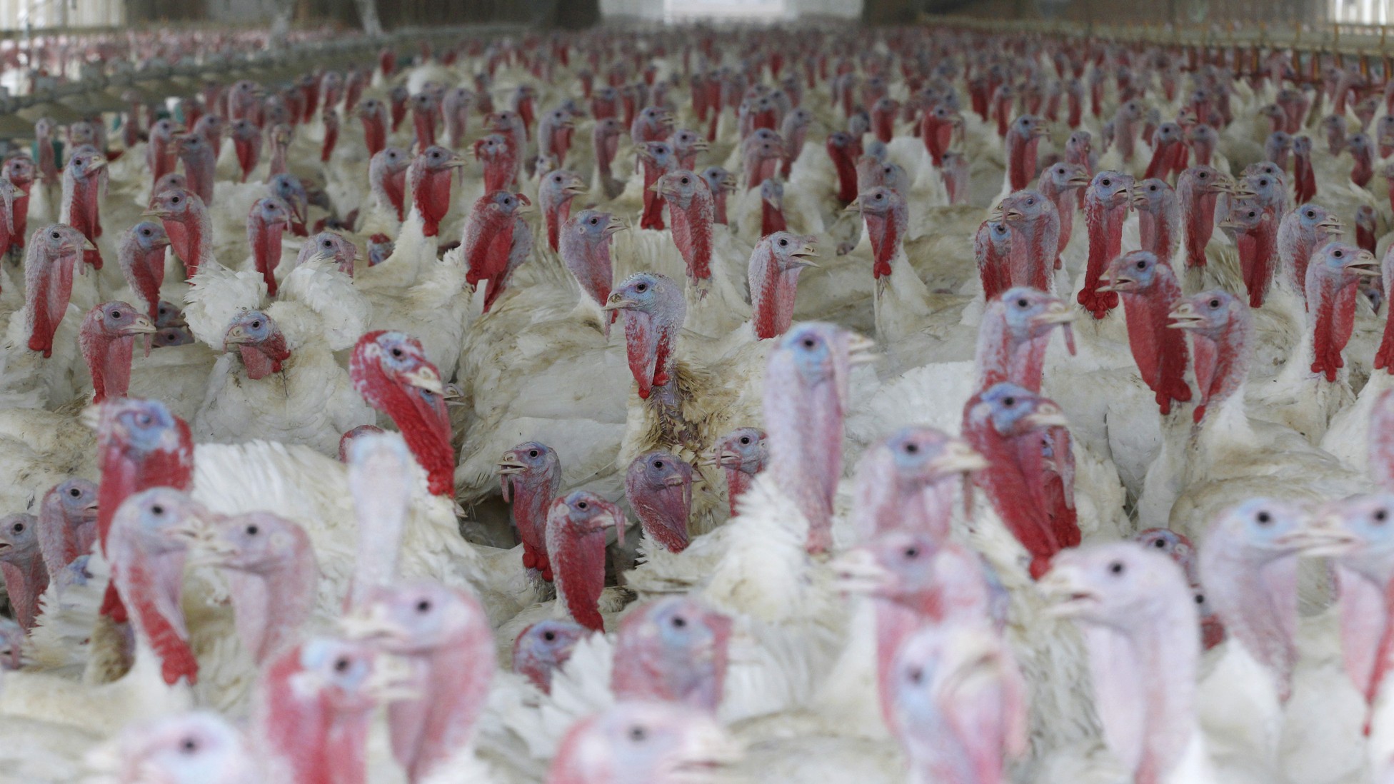 Moneyball for Turkeys - The Atlantic