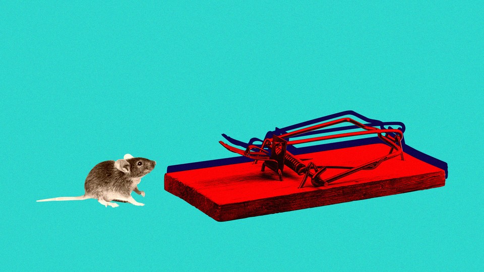 A mouse stares at a mousetrap. 