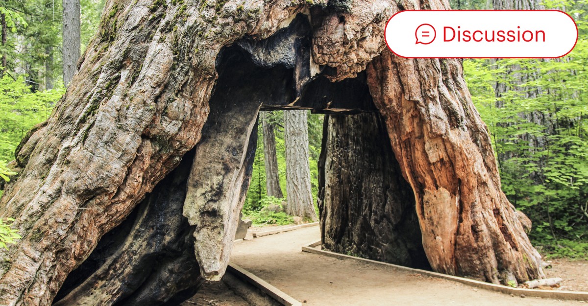 Redwood Tree Information Interesting Facts About Redwood Trees