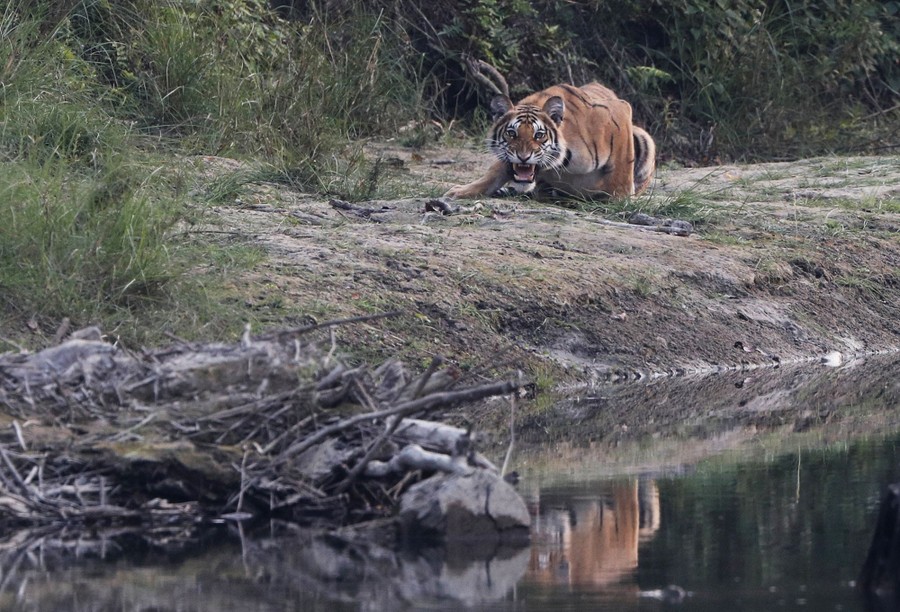 A tiger crouches near a riverbank.