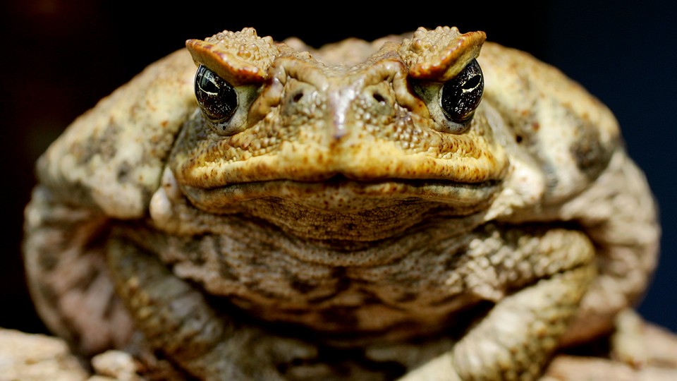 A cane toad sitting on a log