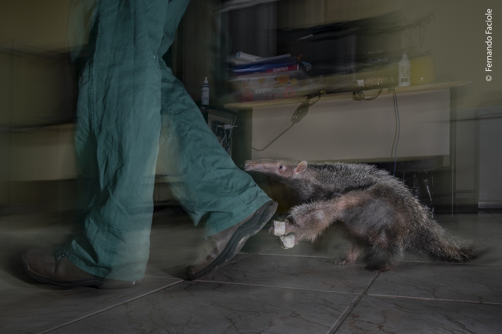 A young anteater follows a human caregiver in a rehabilitation center.