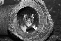 A rat hides inside a broken pipe.