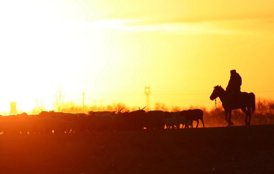 A person rides a horse behind a small herd of livestock, seen in silhouette, in front of a low sun.