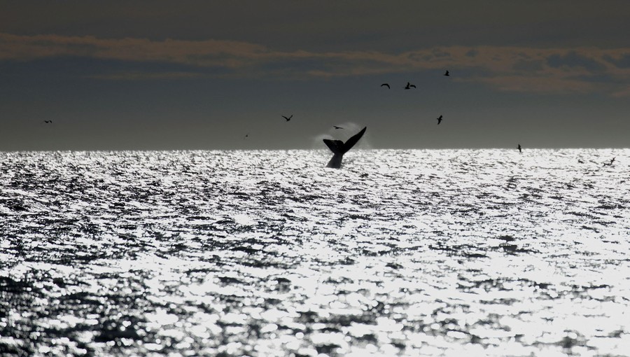 A whale's tail splashes on the ocean's surface.