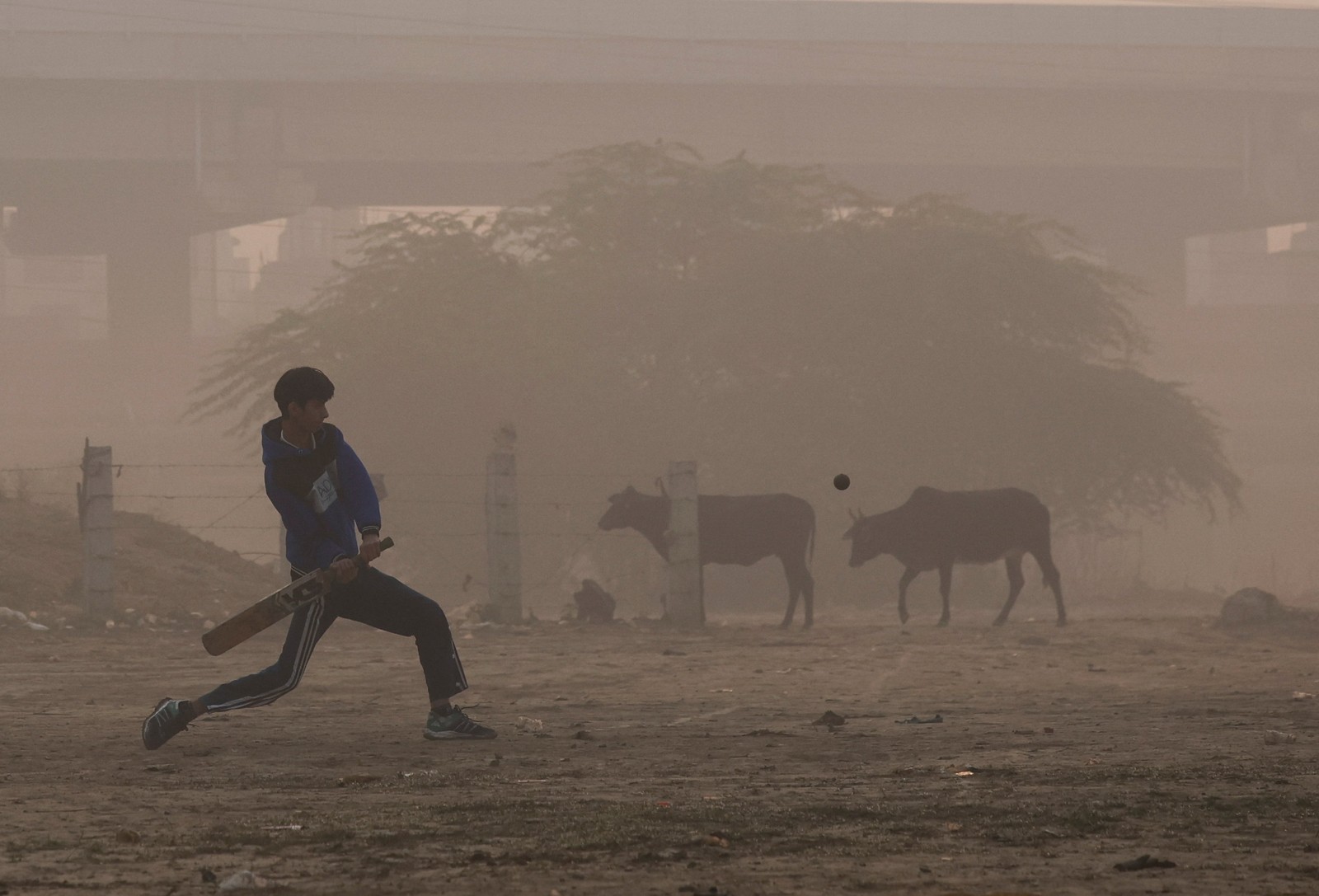 A young person swings a cricket bat in a lot with several cows visible in the background, under smoggy skies.
