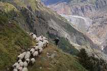 A shepherd stands by as a flock of sheep walk along a narrow path on a steep mountainside.