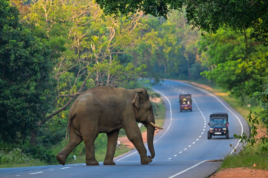 A wild elephant crosses a road.