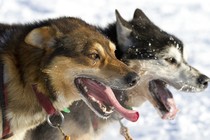 Two sled dogs in the snow