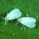 two whiteflies on a leaf