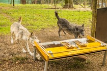 Two wolves interact with a mechanical device.