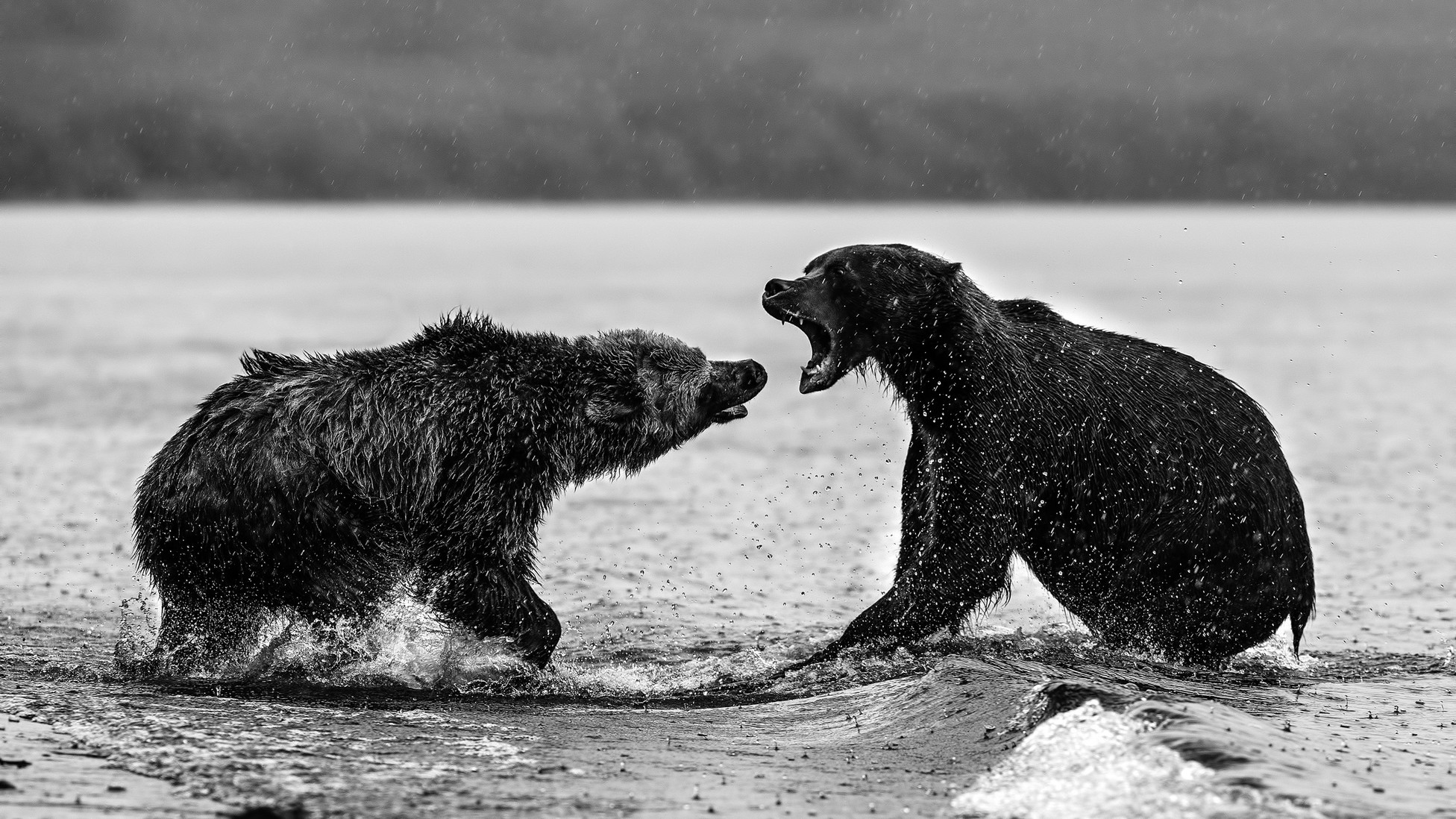Why Do Mammals Kill Each Other? The Atlantic
