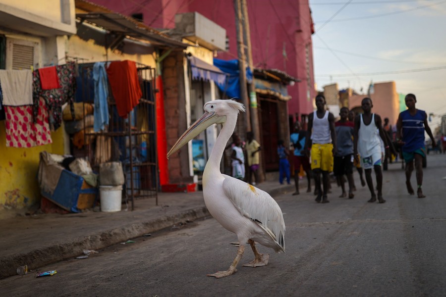 A pelican walks in a street near a group of people.
