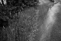 A black-and-white photo of a road dappled in sunlight and the shadows from trees