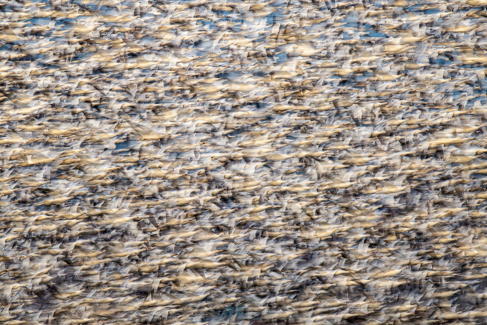 A blurred image of a large flock of birds taking off.