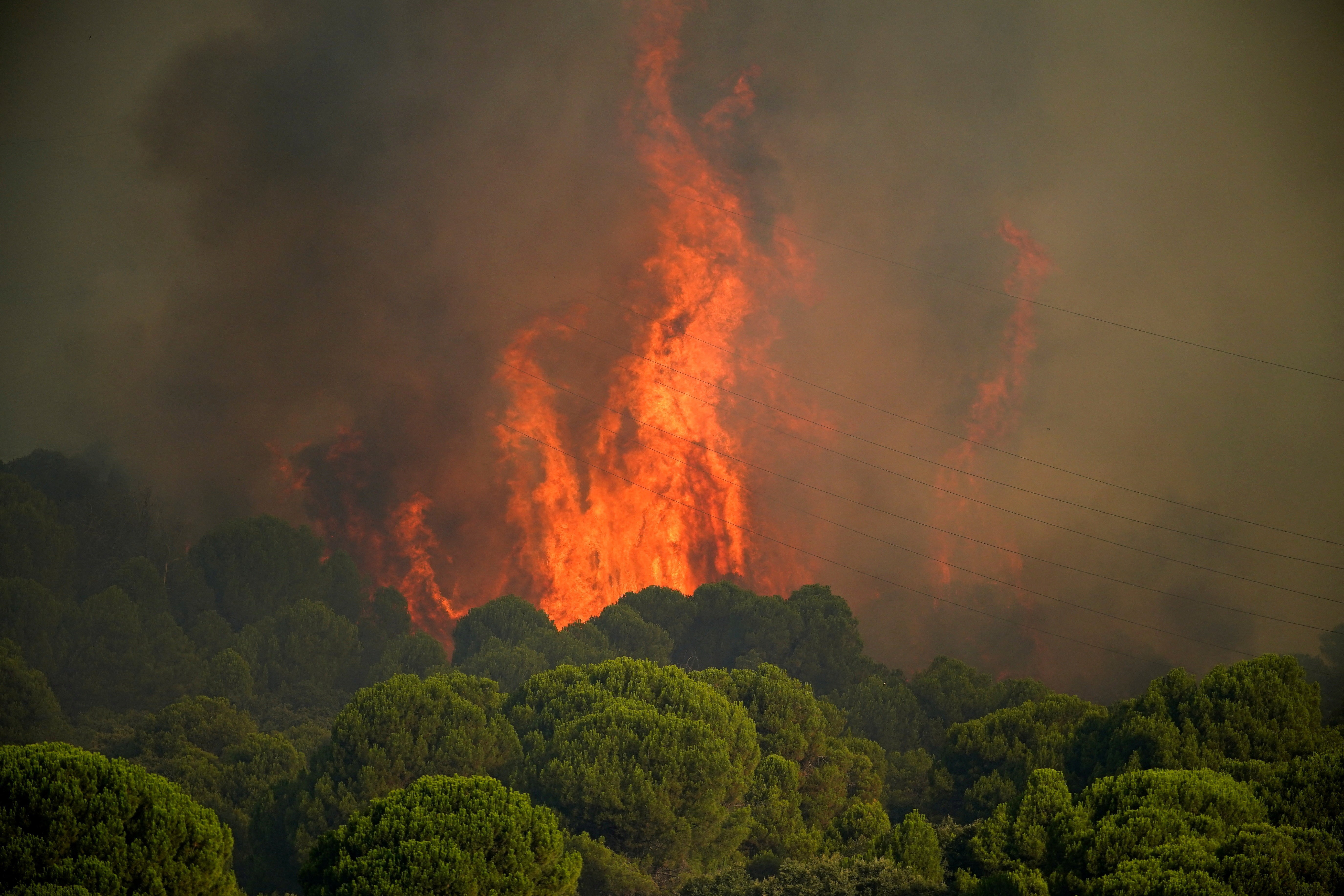 Tall flames rise up from a stand of trees.