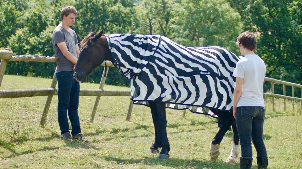 Joren Brugginkof and Jai Lake with a horse that's pretending to be a zebra