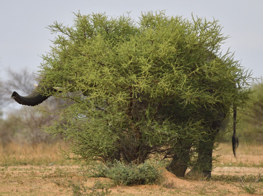 An elephant tries to hide behind a bush that does not quite cover it.