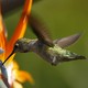 A hummingbird feeds from a flower