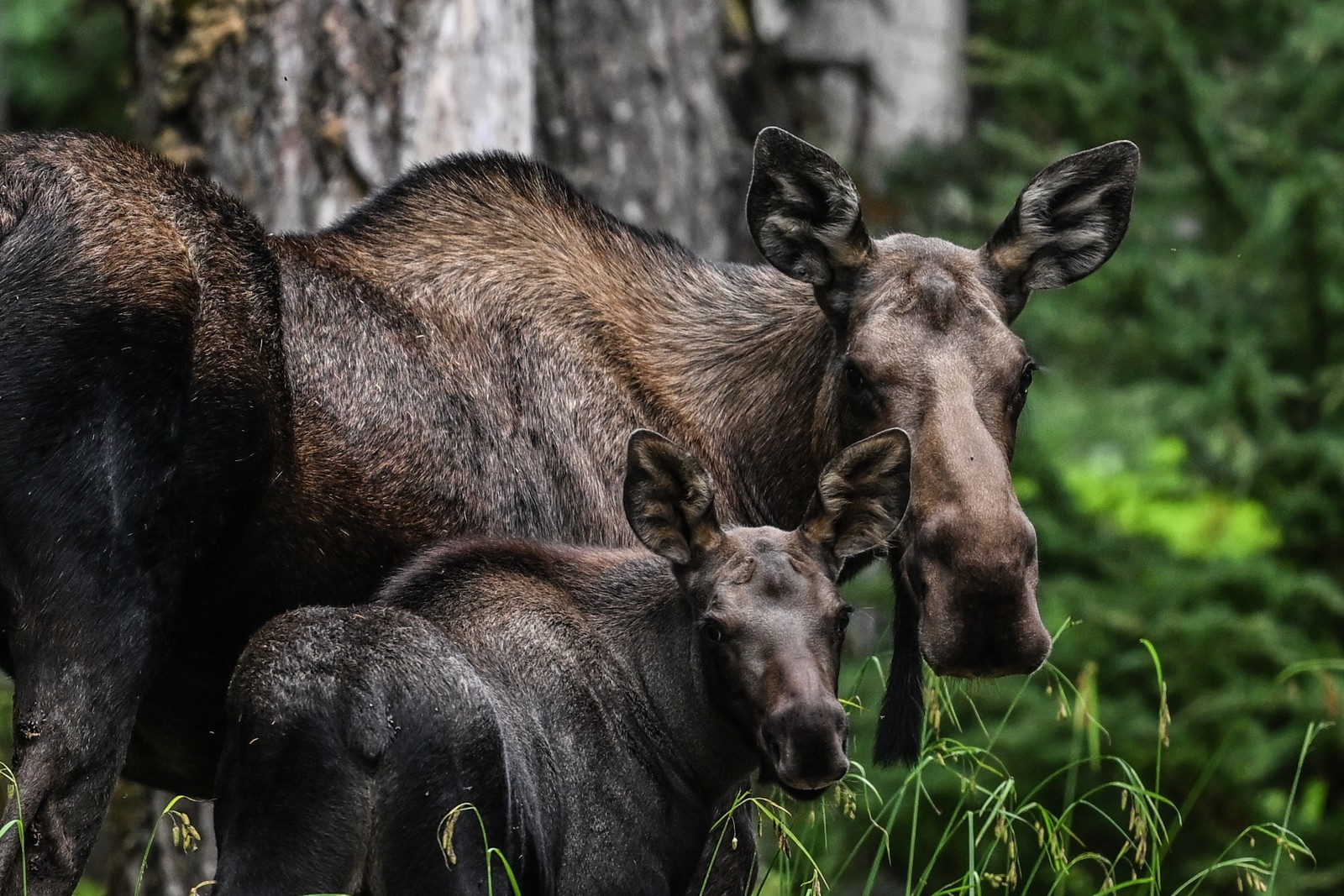 An adult and young moose, standing in a forest