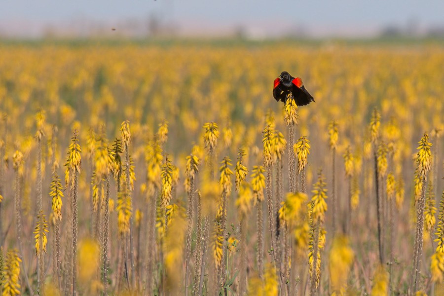 A red-winged blackbird sits atop an aloe bloom in a field of yellow blossoms.