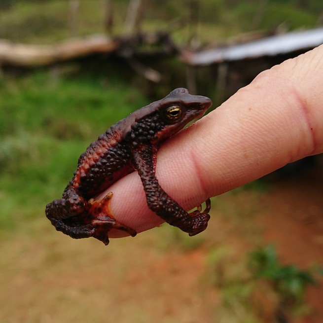 a frog amplexing a finger