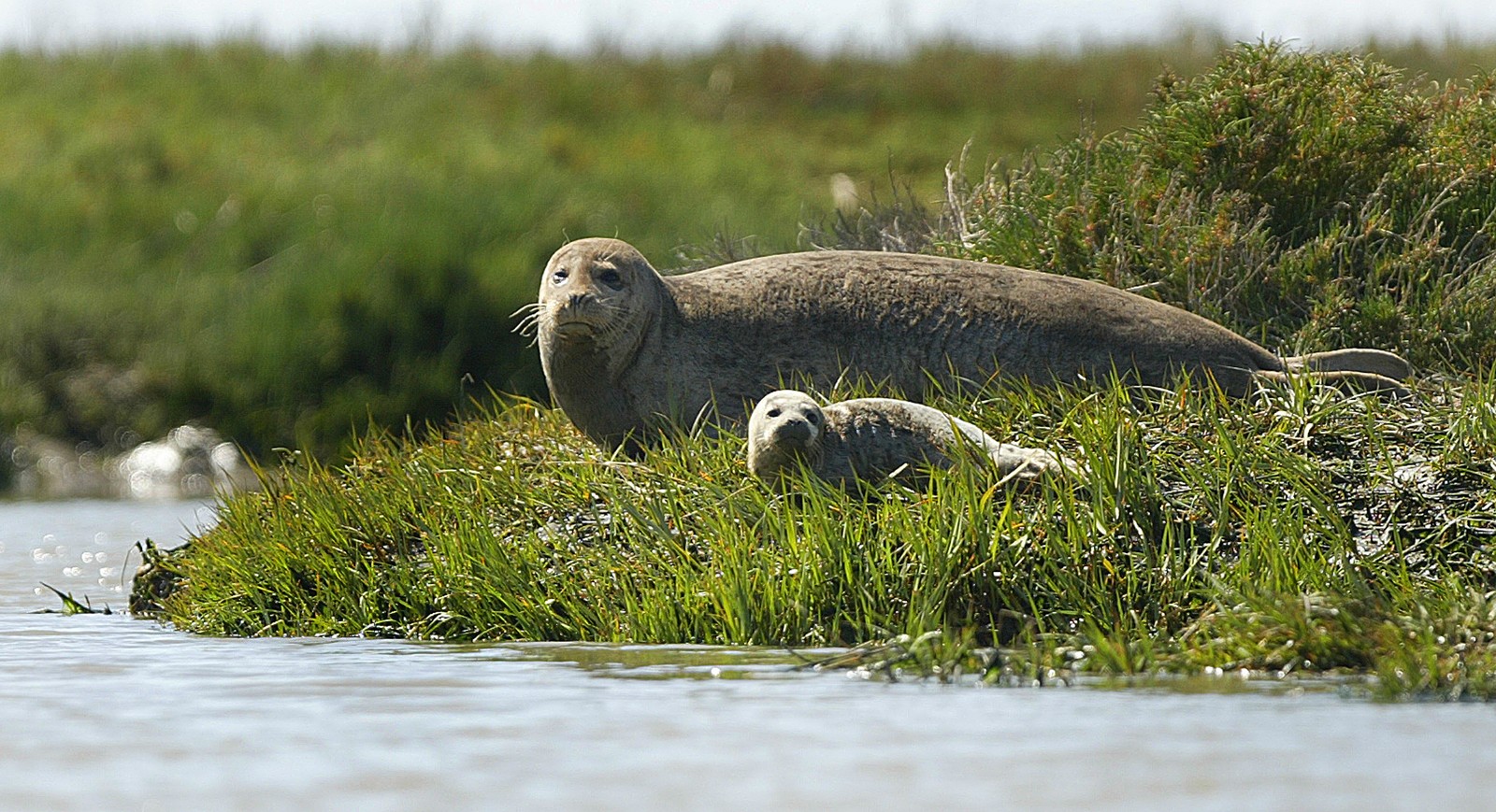 An adult harbor seal watches over a pup as they lay beside a slough.