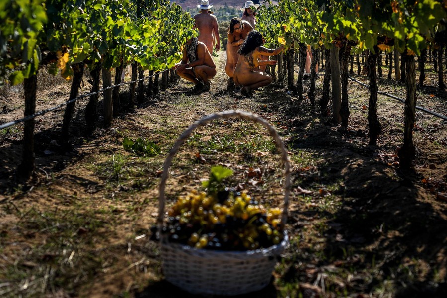 A group of naked people take part in a nudist grape harvest.