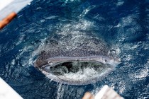 A whale shark surfaces