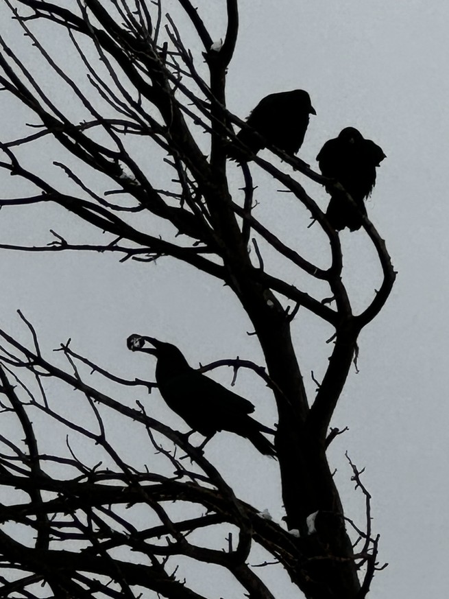 A group of crows