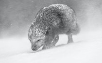 A small fox hunkers low amid swirling snow.