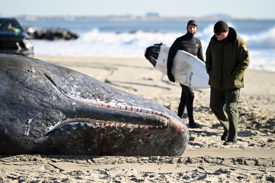 Two people walk on a beach beside a dead whale.