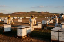 Beekeepers in California