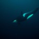 An orca whale is seen swimming in a dark ocean, photographed underwater.
