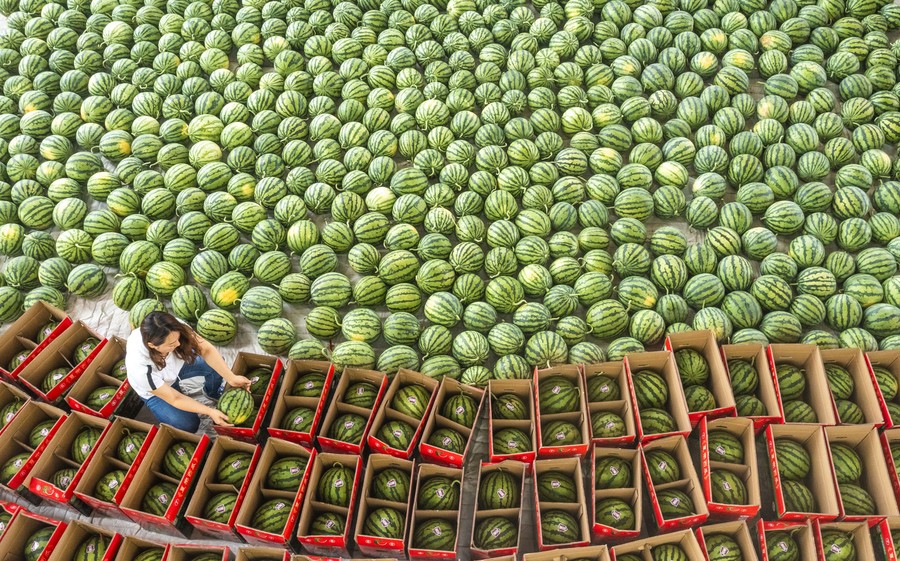 A person sits on the ground, working on boxing hundreds of watermelons.