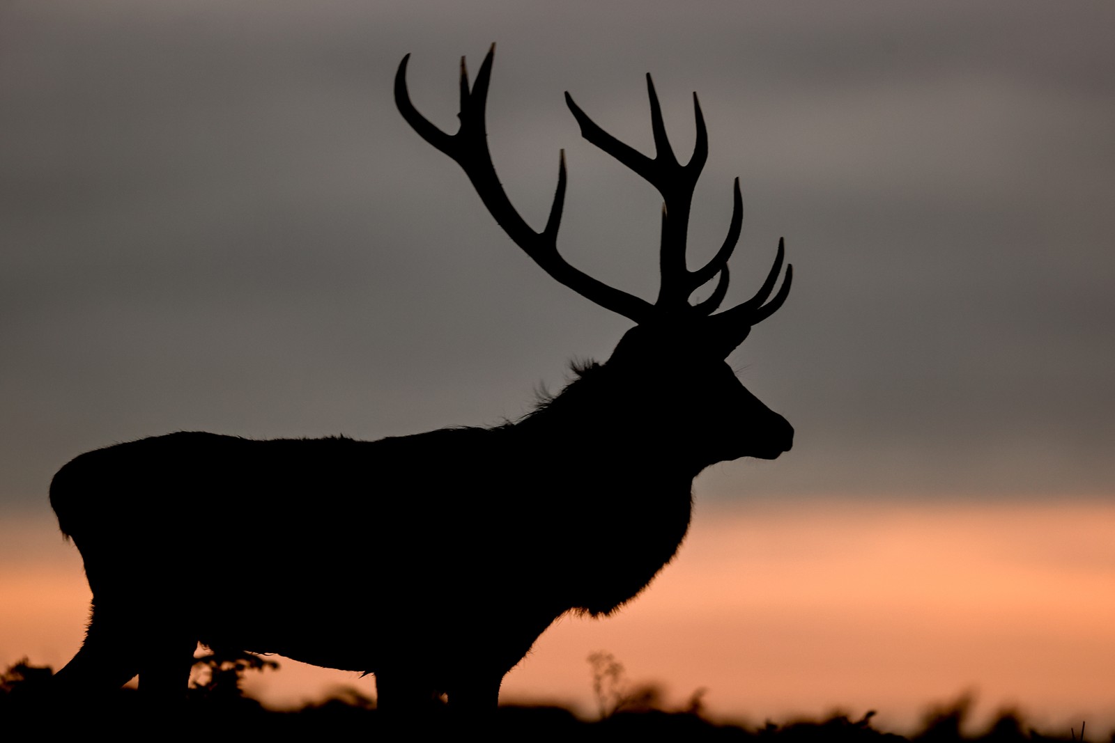 A stag, seen in silhouette, at sunrise