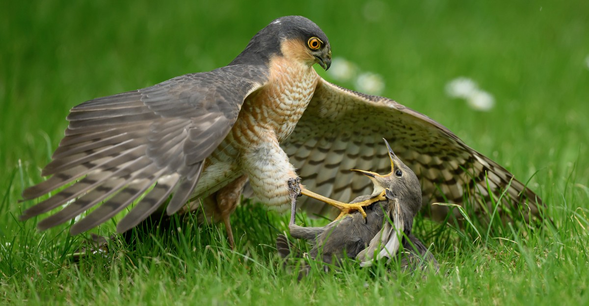 Winners of the British Wildlife Photography Awards 2026