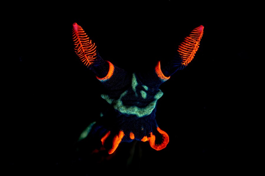 Colorful appendages of a sea slug seem to glow.